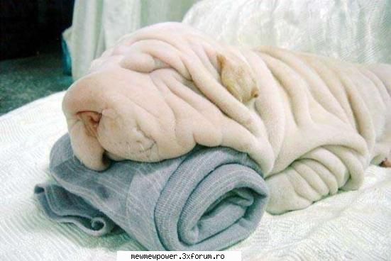 Funny Pics - asai ca nu poti sa deosebesti cainele de prosop?? - Orice