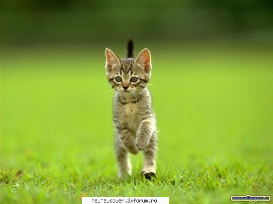 Funny Pics - ana_kurama - Orice