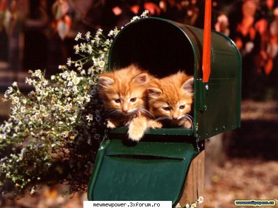 Funny Pics - ana_kurama - Orice
