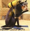 Funny Pics - of..hay mash postatzy hay ca pan' va miscatzy - Orice